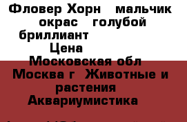 Фловер Хорн - мальчик, окрас - голубой бриллиант Short Body.  › Цена ­ 5 000 - Московская обл., Москва г. Животные и растения » Аквариумистика   